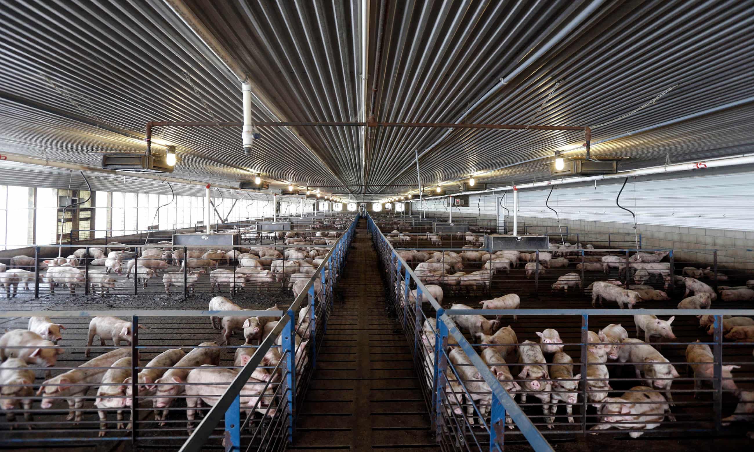 ‘It smells like a decomposing body’: North Carolina’s polluting pig farms