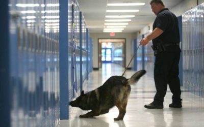 Chapel Hill-Carrboro City Schools eliminates drug-sniffing dogs on campus