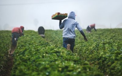 Black Farmers Face Severe Economic Displacement if Critical  USDA Debt Relief is Denied