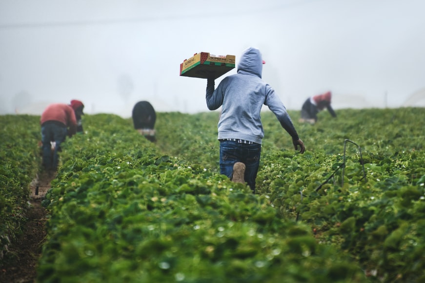 Black Farmers Face Severe Economic Displacement if Critical  USDA Debt Relief is Denied